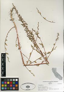 Herbarium Sheet of 